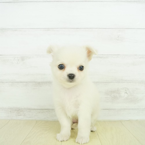 近江八幡店 滋賀県 ペットショップ 犬の家 子犬だけでなく子猫の情報もたくさん