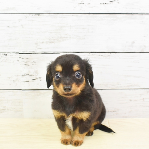 近江八幡店 滋賀県 ペットショップ 犬の家 子犬だけでなく子猫の情報もたくさん