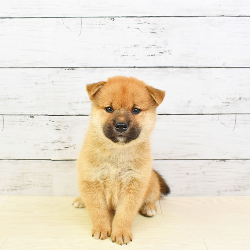 近江八幡店 滋賀県 ペットショップ 犬の家 子犬だけでなく子猫の情報もたくさん