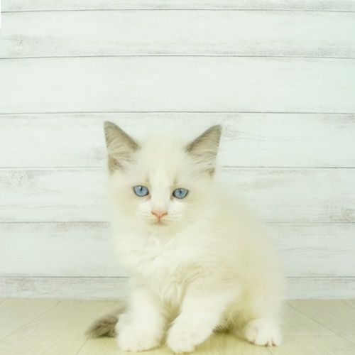 ラグドールの子猫検索結果 ペットショップ 犬の家