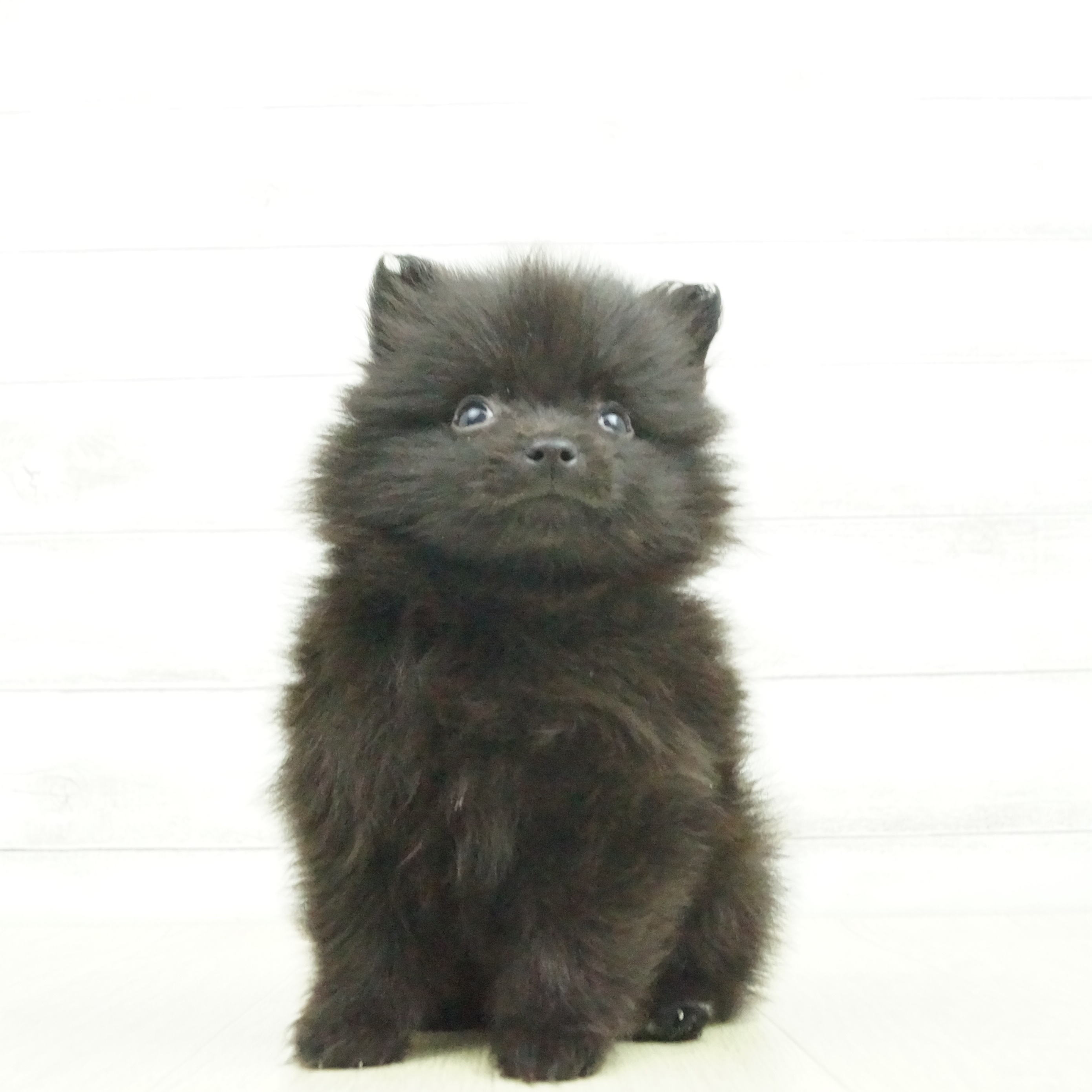 ポメラニアンの子犬検索結果 ペットショップ 犬の家