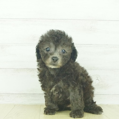 春日井本店（愛知県） ｜ ペットショップ 犬の家｜子犬だけでなく子猫 
