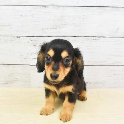 近江八幡店 滋賀県 ペットショップ 犬の家 子犬だけでなく子猫の情報もたくさん