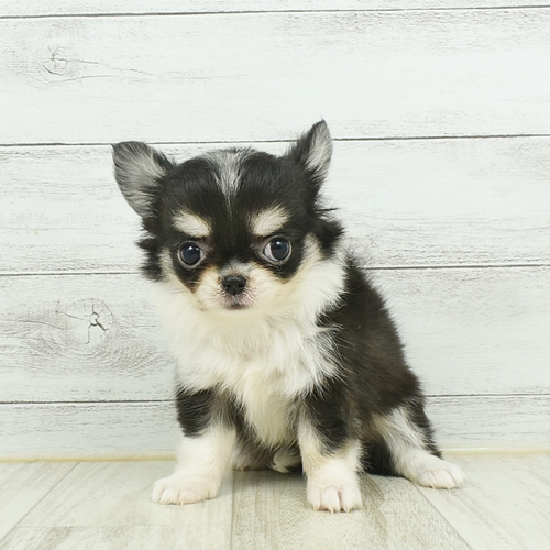ニッケパークタウン加古川店 兵庫県 ペットショップ 犬の家 子犬だけでなく子猫の情報もたくさん