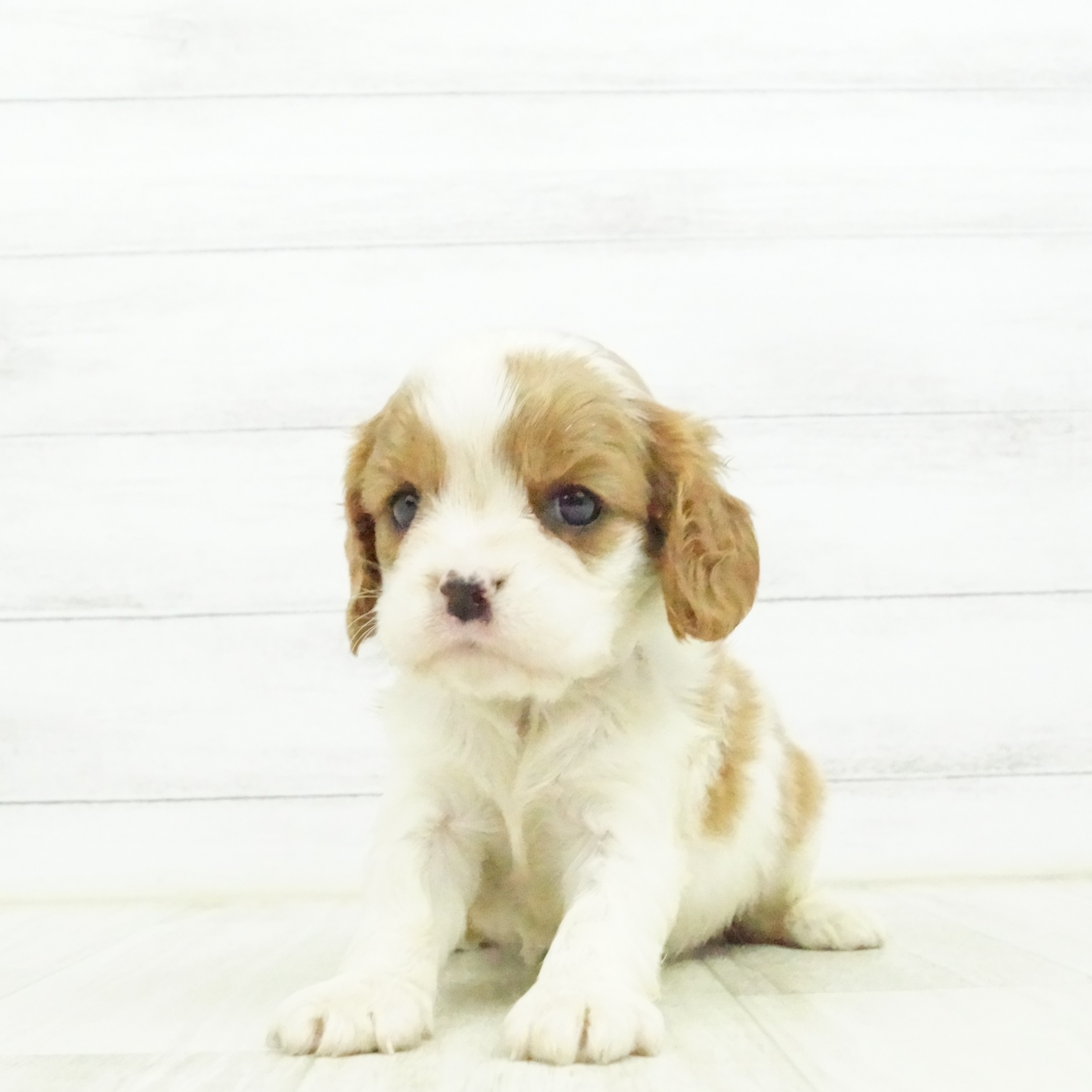 キャバリア キング チャールズ スパニエル ブレンハイム 女の子のご紹介 ペットショップ 犬の家