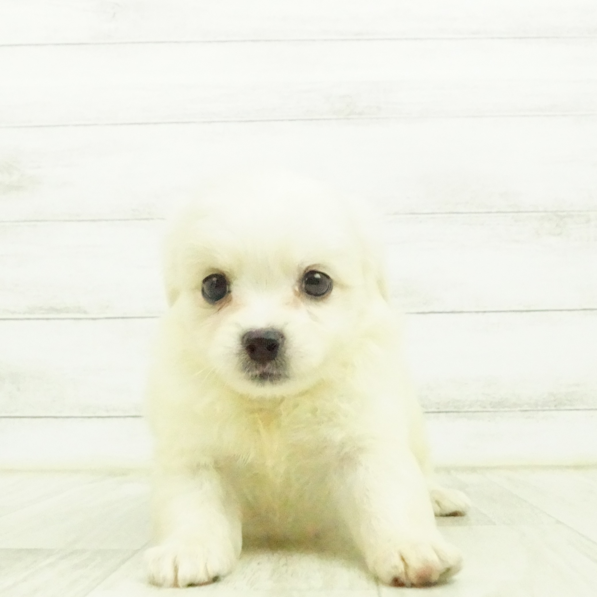 ハーフ犬 クリーム 男の子のご紹介 ペットショップ 犬の家