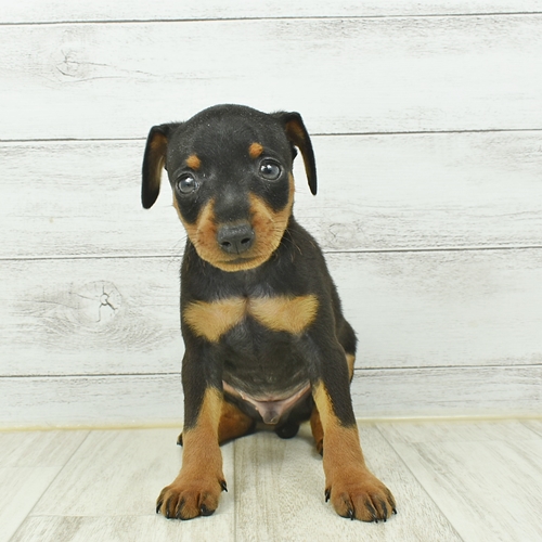 ニッケパークタウン加古川店 兵庫県 ペットショップ 犬の家 子犬だけでなく子猫の情報もたくさん