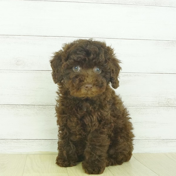 トイ プードル ブラウン 女の子のご紹介 ペットショップ 犬の家