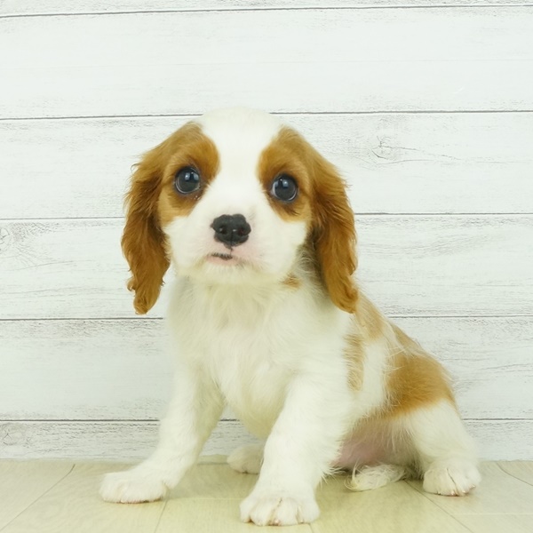 キャバリア キング チャールズ スパニエル ブレンハイム 男の子のご紹介 ペットショップ 犬の家
