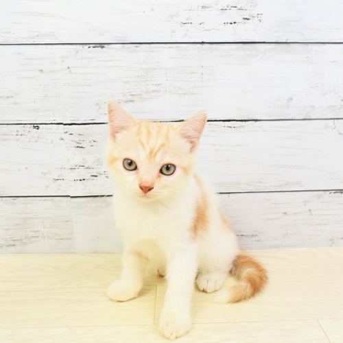 岡山店（岡山県） ｜ ペットショップ 犬の家｜子犬だけでなく子猫の 