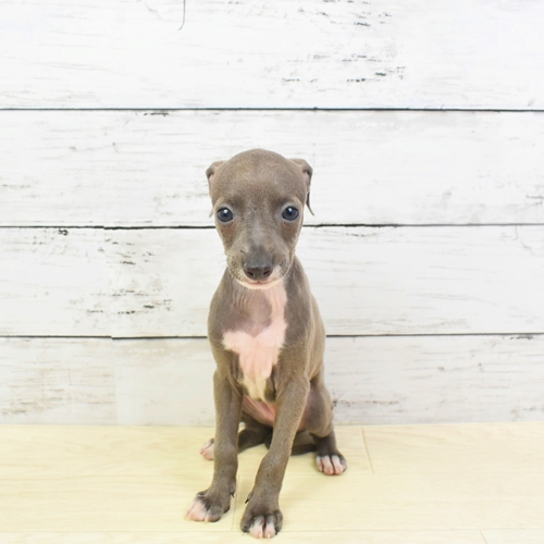 近江八幡店 滋賀県 ペットショップ 犬の家 子犬だけでなく子猫の情報もたくさん