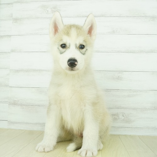 シベリアンハスキーの子犬検索結果 ペットショップ 犬の家