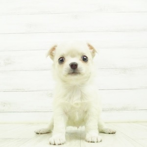 イオン上田店 長野県 ペットショップ 犬の家 子犬だけでなく子猫の情報もたくさん