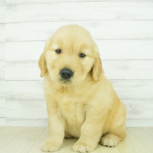 春日井本店（愛知県） ｜ ペットショップ 犬の家｜子犬だけでなく子猫 
