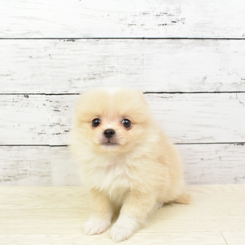 近江八幡店 滋賀県 ペットショップ 犬の家 子犬だけでなく子猫の情報もたくさん