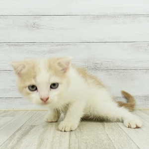 スコティッシュ・フォールドの子猫検索結果 ｜ ペットショップ 犬の家