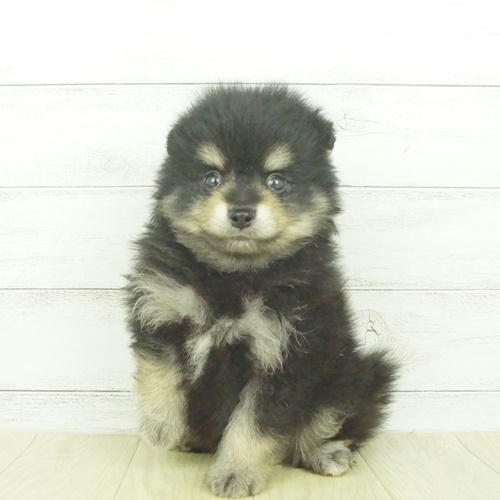 春日井本店（愛知県） ｜ ペットショップ 犬の家｜子犬だけでなく子猫 