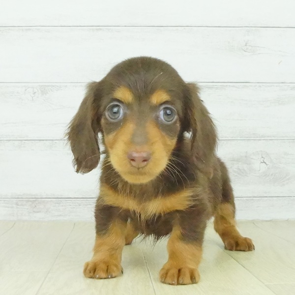 ミニチュア ダックスフンド ロング の子犬検索結果 ペットショップ 犬の家