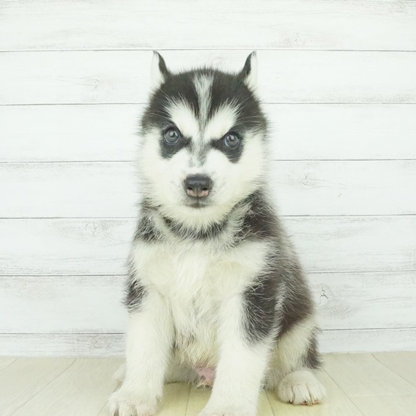 シベリアンハスキーの子犬検索結果 ペットショップ 犬の家