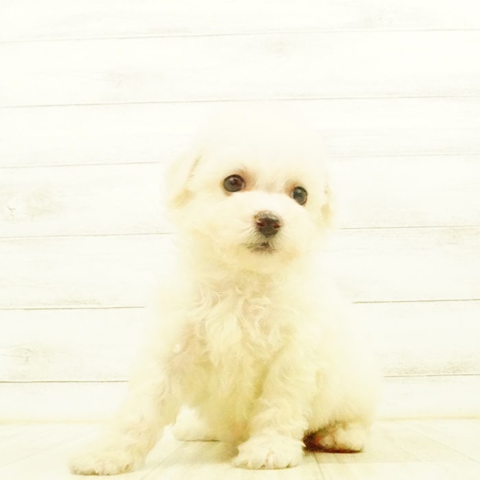 ビション フリーゼの子犬検索結果 ペットショップ 犬の家