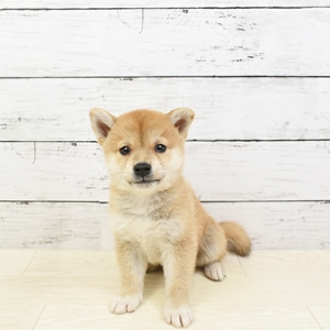 近江八幡店（滋賀県） ｜ ペットショップ 犬の家｜子犬だけでなく子猫 