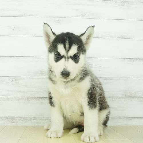 シベリアンハスキーの子犬検索結果 ペットショップ 犬の家