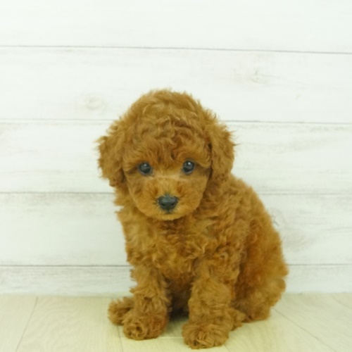 春日井本店（愛知県） ｜ ペットショップ 犬の家｜子犬だけでなく子猫 