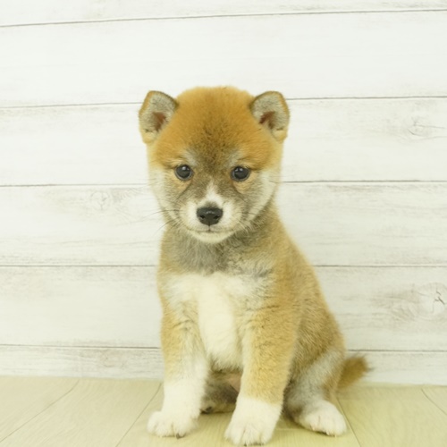 春日井本店（愛知県） ｜ ペットショップ 犬の家｜子犬だけでなく子猫 