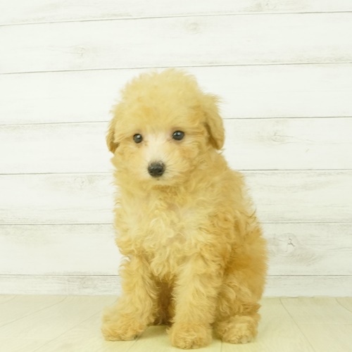 春日井本店（愛知県） ｜ ペットショップ 犬の家｜子犬だけでなく子猫 
