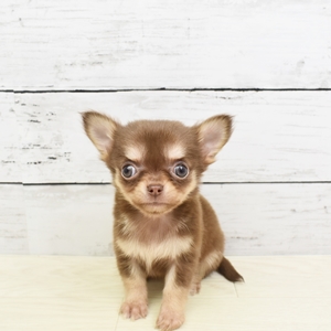 全ての子犬u0026子猫検索結果 ｜ ペットショップ 犬の家