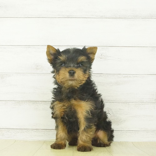 ヨークシャー テリア スチールブルー タン 男の子のご紹介 1351 ペットショップ 犬の家