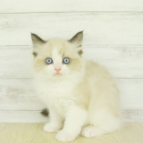 ラグドール シールポイントバイカラー 女の子のご紹介 ペットショップ 犬の家