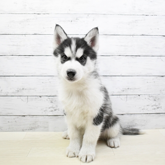 シベリアンハスキーの子犬検索結果 ペットショップ 犬の家
