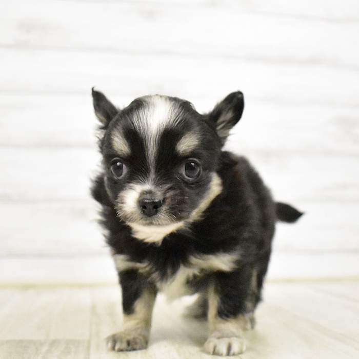 カインズ梓川店 長野県 ペットショップ 犬の家 子犬だけでなく子猫の情報もたくさん