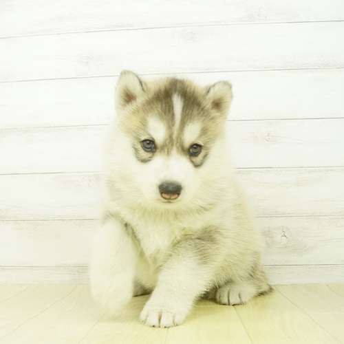 シベリアンハスキーの子犬検索結果 ペットショップ 犬の家