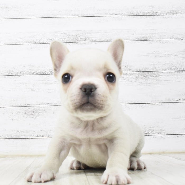 フレンチ ブルドッグの子犬検索結果 ペットショップ 犬の家