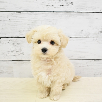 ハーフ犬 クリーム 女の子のご紹介 1353 ペットショップ 犬の家