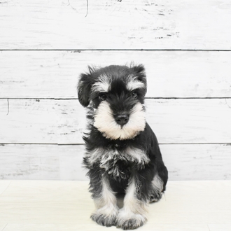 ミニチュア シュナウザー ブラック シルバー 男の子のご紹介 ペットショップ 犬の家 猫の里 子犬だけでなく子猫の情報もたくさん