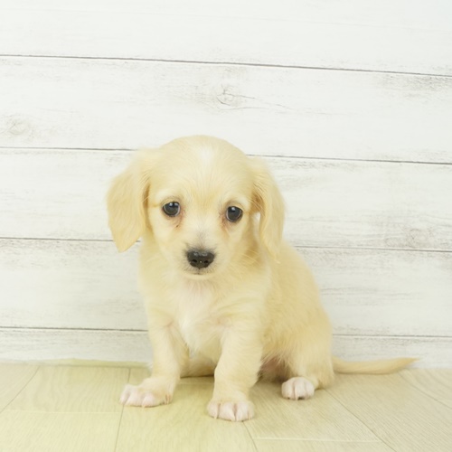 ハーフ犬 クリーム 男の子のご紹介 ペットショップ 犬の家