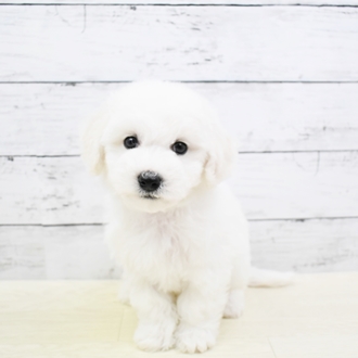 ビション フリーゼの子犬検索結果 ペットショップ 犬の家