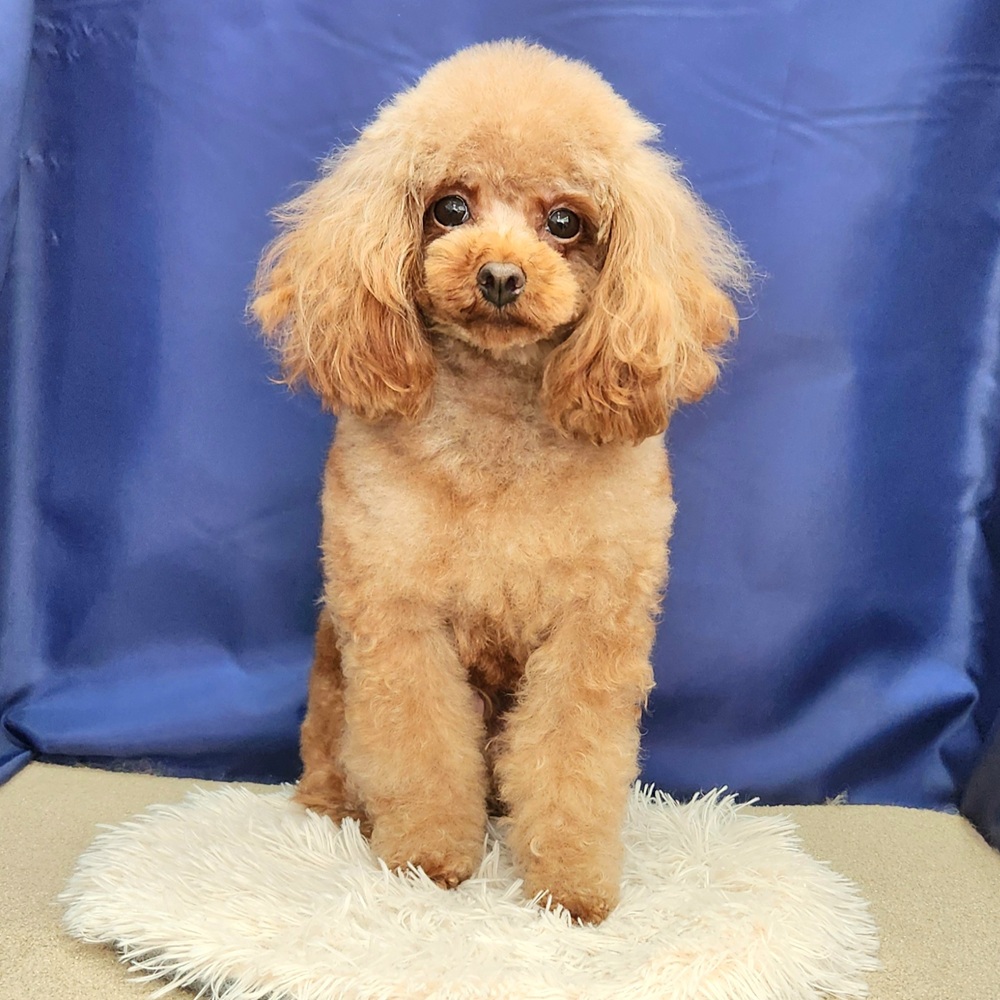 トイプードル女の子の写真