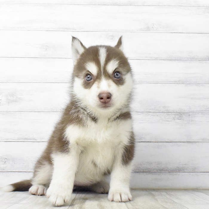 シベリアンハスキーの子犬検索結果 ペットショップ 犬の家