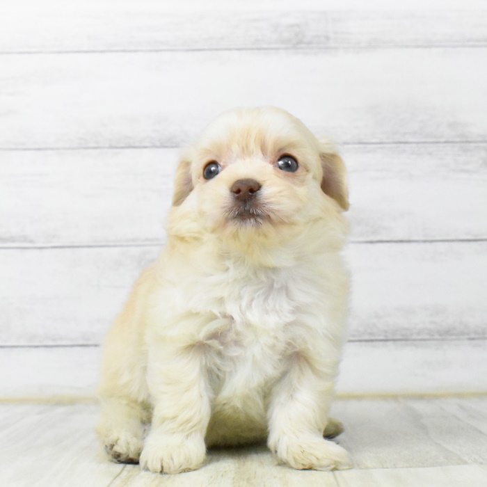 ハーフ犬 クリーム 女の子のご紹介 ペットショップ 犬の家