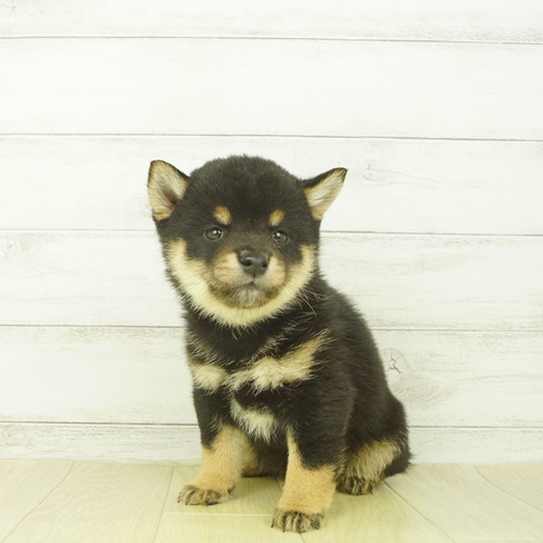 豆柴 黒 男の子のご紹介 ペットショップ 犬の家