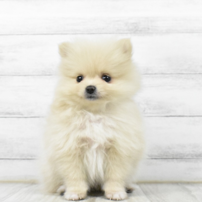 ポメラニアンの子犬検索結果 ペットショップ 犬の家