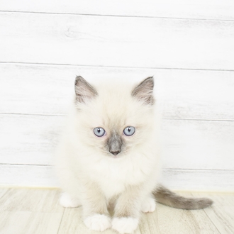 ラグドール ブルーポイントミテッド 男の子のご紹介 ペットショップ 犬の家 猫の里 子犬だけでなく子猫の情報もたくさん