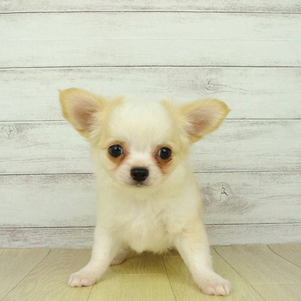 チワワ ロング クリーム ホワイト 女の子のご紹介 1411 ペットショップ 犬の家
