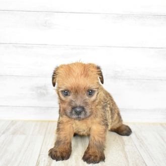 ノーフォークテリアの性格や特徴は 飼い方やしつけ方について紹介します 犬図鑑 犬の家 猫の里