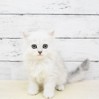 ペルシャにサマーカットは必要 費用や注意点もおさえておこう 猫図鑑 犬の家 猫の里