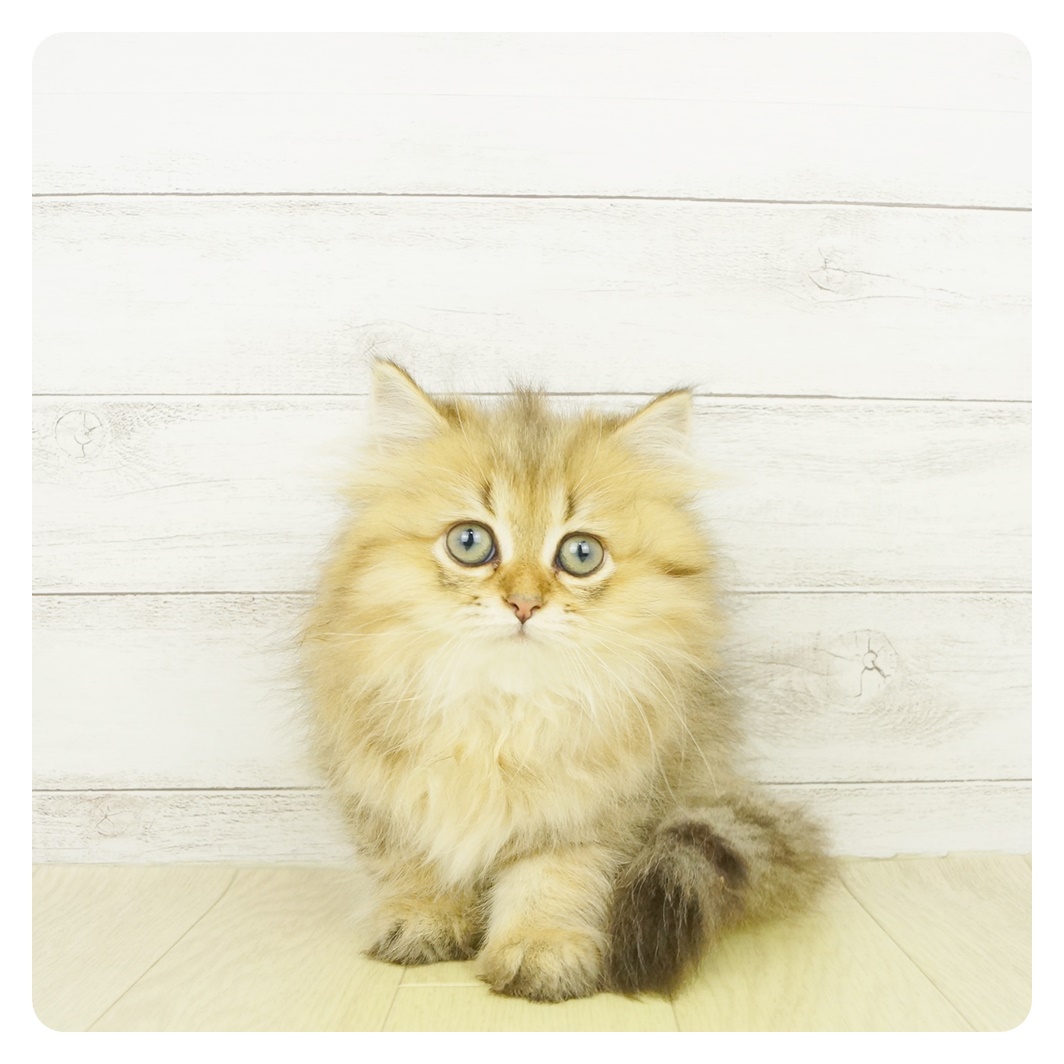 ペルシャにサマーカットは必要 費用や注意点もおさえておこう 猫図鑑 犬の家 猫の里